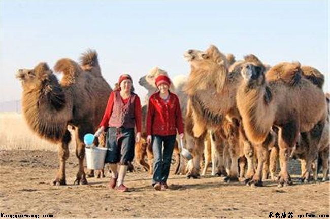 研究证明骆驼奶益处多 合理饮用改善男性性能力