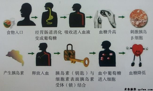 骆驼乳的传统辅助医疗价值（二）