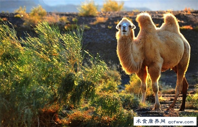 骆驼为什么没有糖尿病症状
