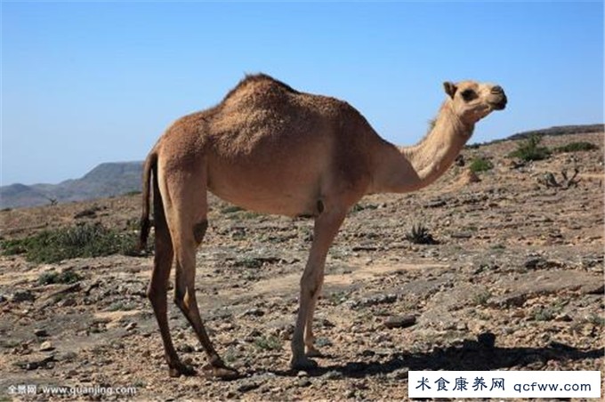 骆驼乳前世今生之骆驼的亲属