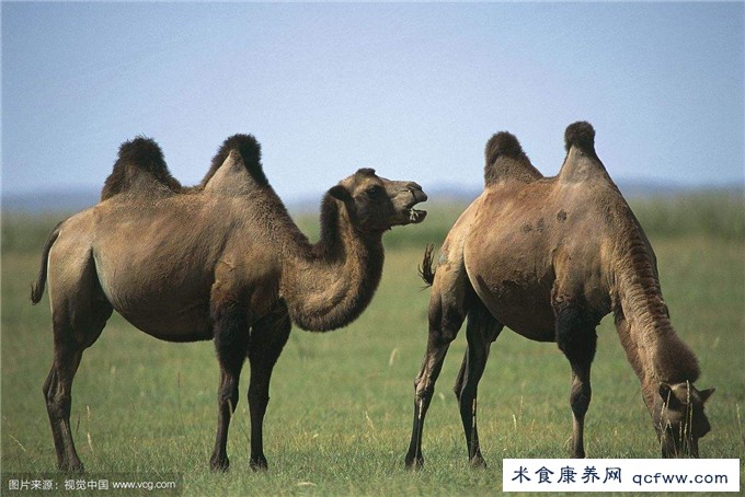 骆驼乳前世今生之骆驼的亲属
