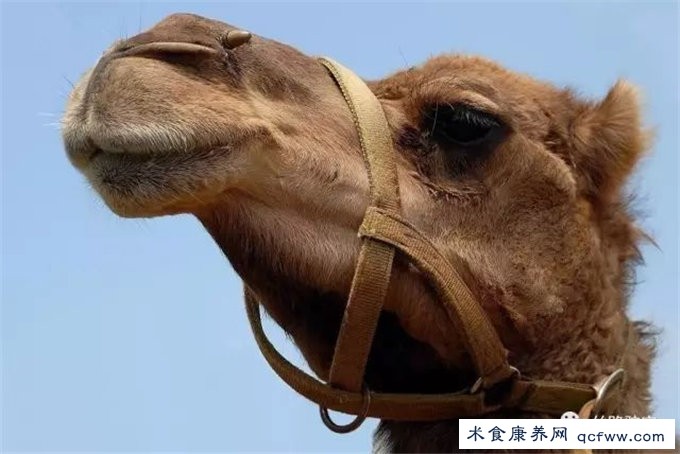蒙古国贝格尔驼奶肾病疗养院的疗养方法