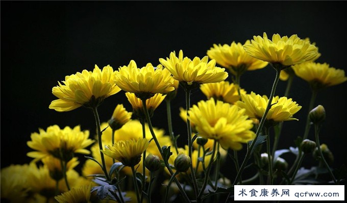 看看重阳节还有哪些您不知道的习俗