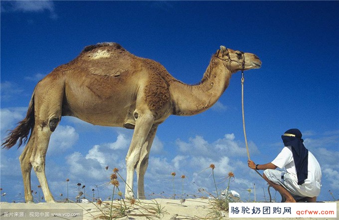 【骆驼知识12】单峰骆驼同双峰骆驼有哪些区别