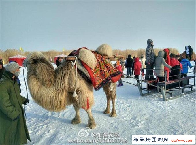 骆驼百科