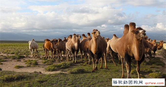 骆驼奶在世界各国的应用