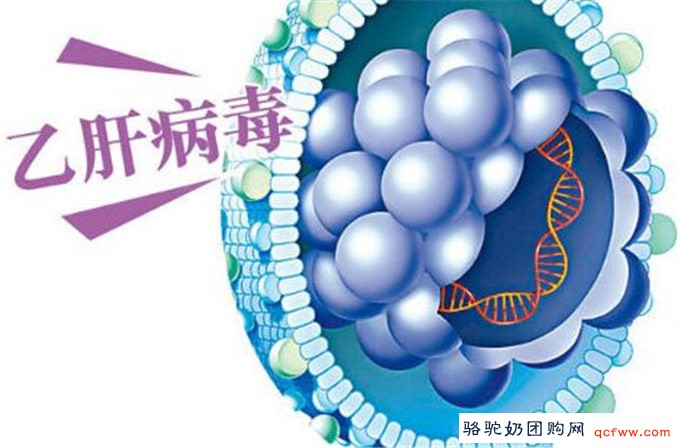 国内外研究表明,骆驼奶对乙肝有特殊功效