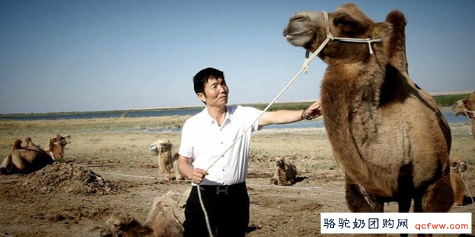 访新疆旺源生物科技集团董事长陈钢粮先生:让驼奶走进了千家万户