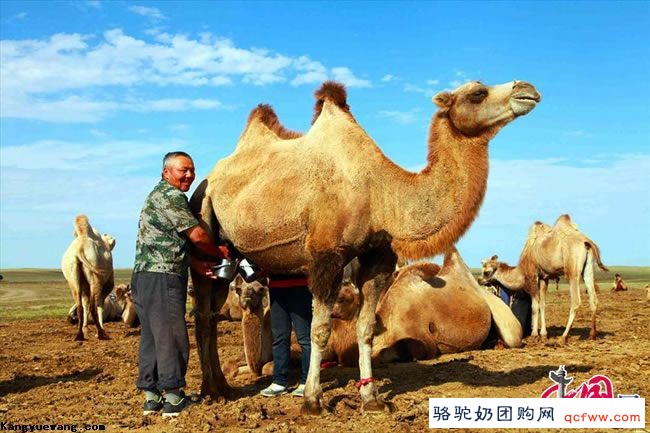 哈萨克族小伙叶尔江家的幸福牧驼生活