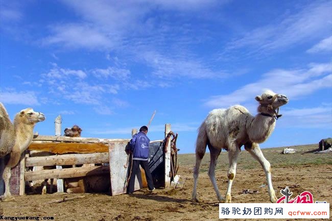 哈萨克族小伙叶尔江家的幸福牧驼生活
