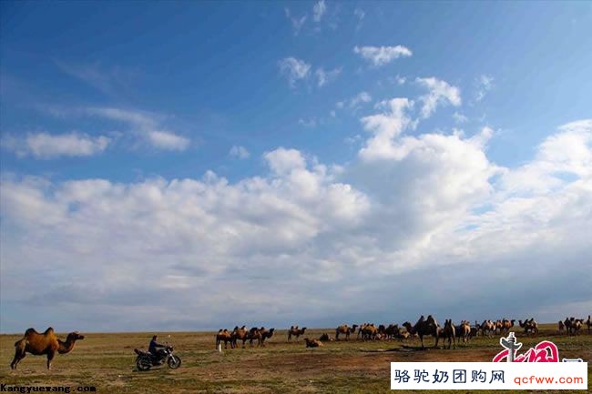 哈萨克族小伙叶尔江家的幸福牧驼生活