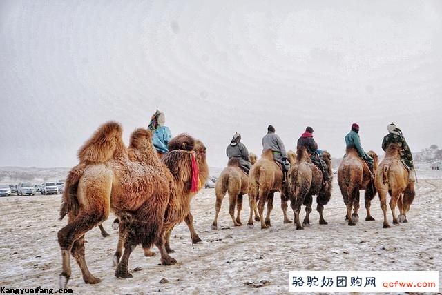 沙特骆驼为争3.7亿奖金打肉毒微整形，却还是输给了魔幻的中国骆驼