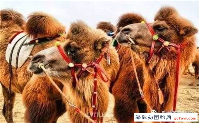 阿拉善的骆驼要火了!骆驼产业今后会发展成这样,令人期待!