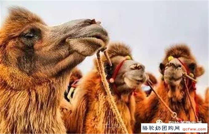 阿拉善的骆驼要火了!骆驼产业今后会发展成这样,令人期待!