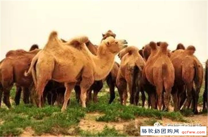 阿拉善的骆驼要火了！骆驼产业今后会发展成这样，令人期待！