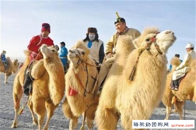 “中国骆驼之乡”丨阿拉善的双峰驼不仅很酷,还能致富!