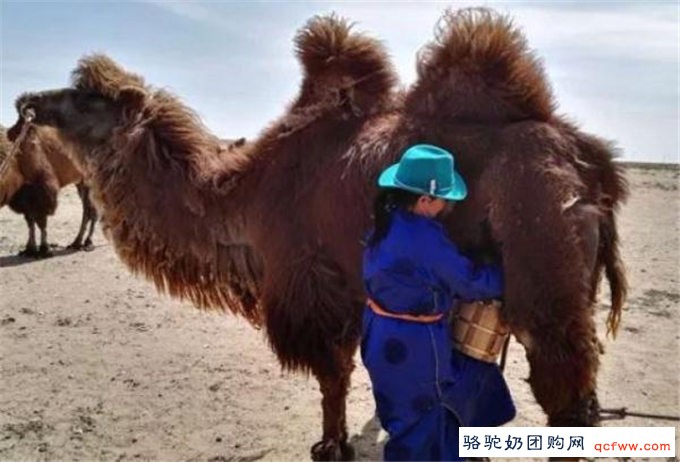 “中国骆驼之乡”丨阿拉善的双峰驼不仅很酷,还能致富!
