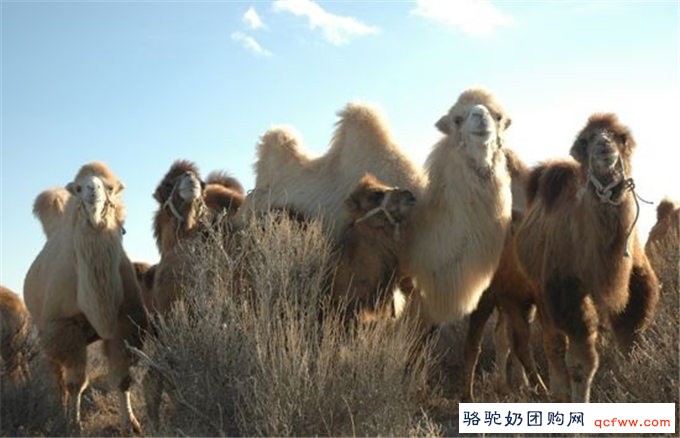 新疆福海骆驼产业成为我国西北地区精准扶贫的优势产业