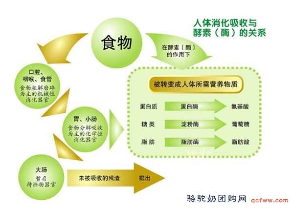 神奇的酵素