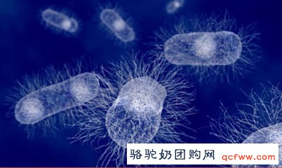 什么是乳铁蛋白?乳铁蛋白为啥好?