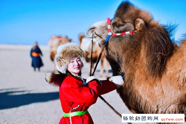 沙特骆驼为争3.7亿奖金打肉毒微整形，却还是输给了魔幻的中国骆驼