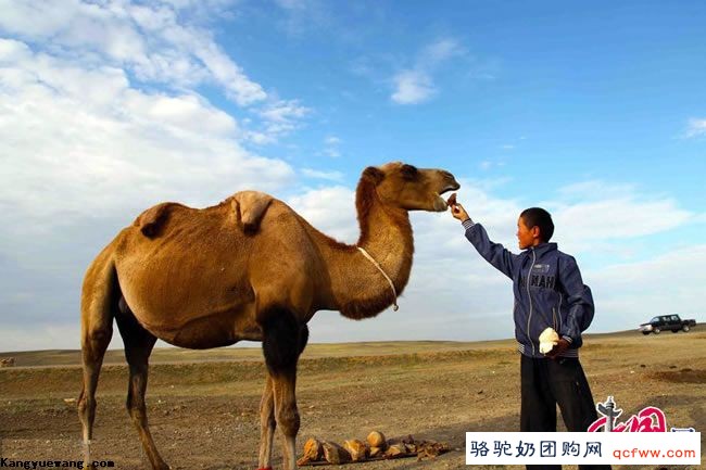 哈萨克族小伙叶尔江家的幸福牧驼生活