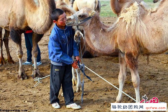 哈萨克族小伙叶尔江家的幸福牧驼生活