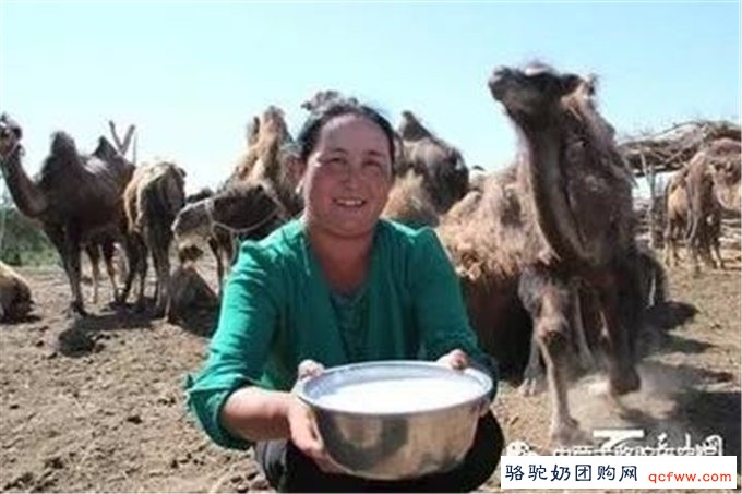 骆驼乳制品的加工