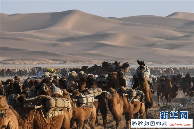 内蒙古阿拉善的沙漠骆驼