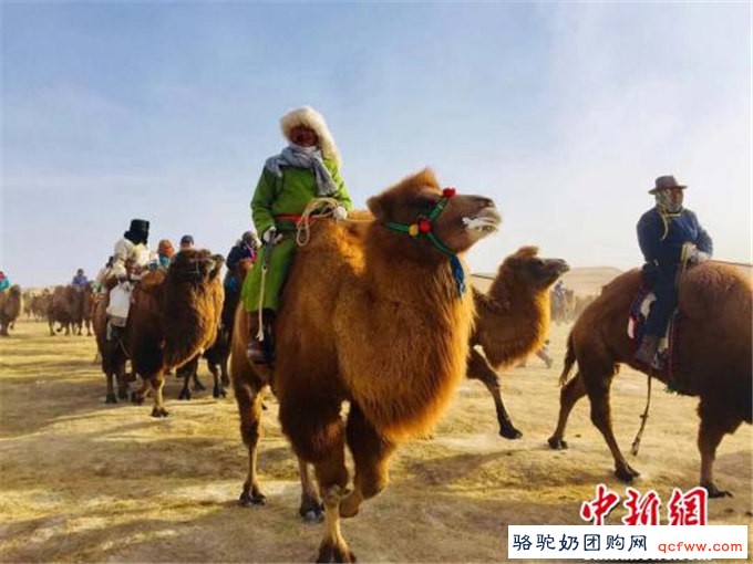 内蒙古阿拉善英雄会骆驼文化旅游节启幕
