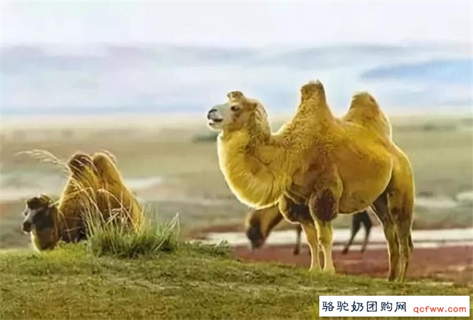 从“沙漠之舟”到“沙漠黄金”~阿拉善骆驼产业“华丽转身”！