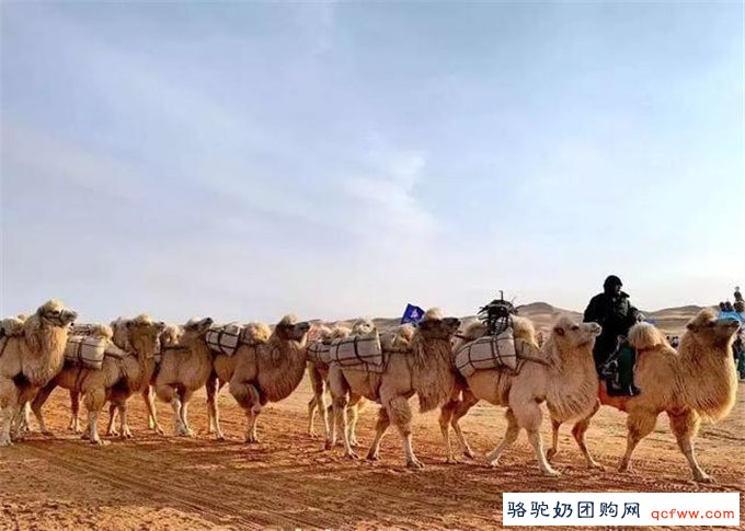 这个冬季，当狂放越野邂逅沙漠骆驼，画风是这样的~