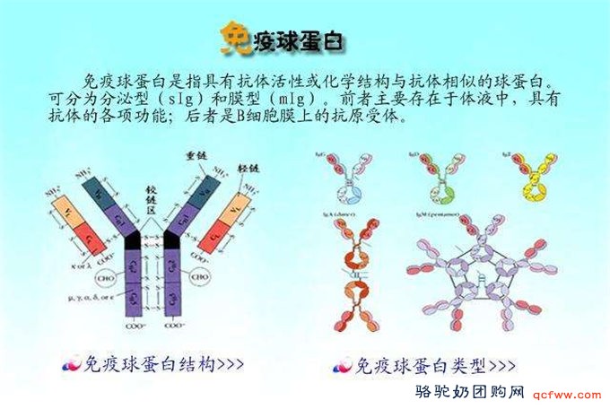 骆驼乳营养成分大全