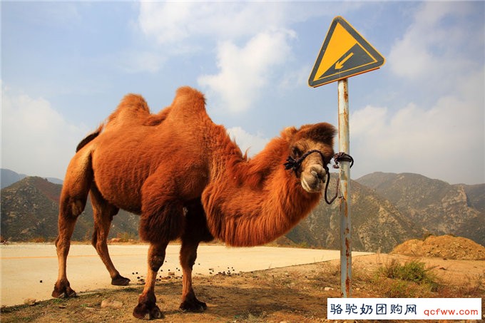 骆驼乳中的碳水化合物