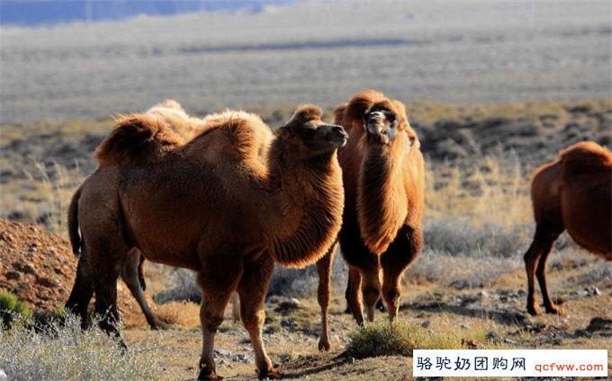 骆驼乳中含量丰富的维生素