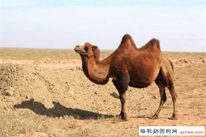 中国商人在哈萨克斯坦的骆驼奶中看到机会
