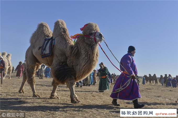 有多少人知道骆驼奶的营养价值