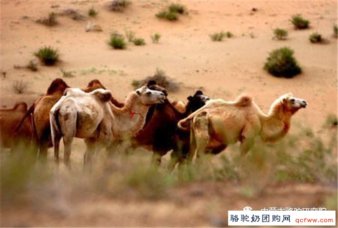 阿拉善历史与骆驼文化
