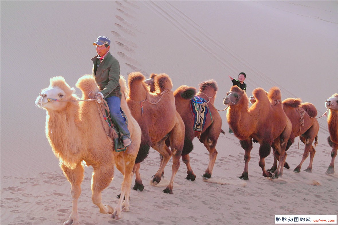 ​沙漠中骆驼领队和他的骆驼