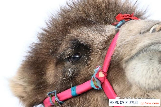 内蒙古西乌珠穆沁骆驼选美比赛