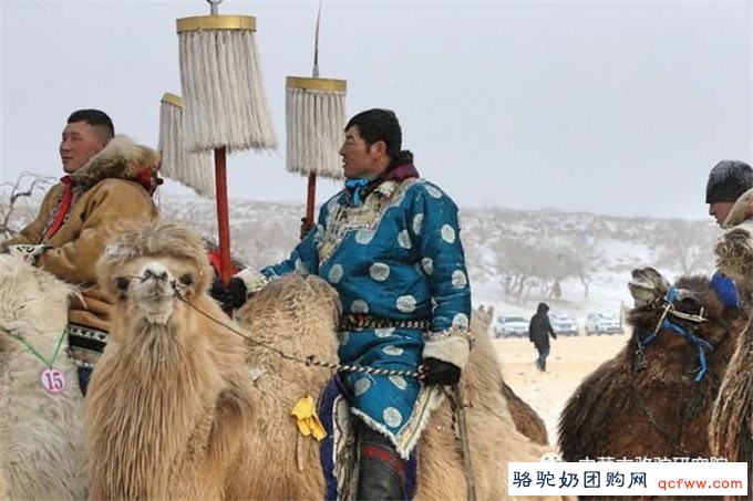 内蒙古西乌珠穆沁骆驼选美比赛