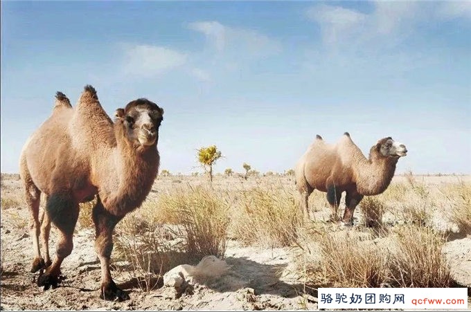快乐的野骆驼