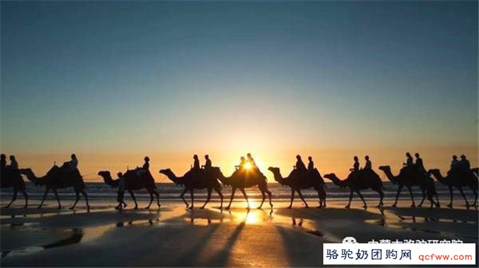 骆驼,人称“沙漠之舟”,是西北大漠常见的运输工具
