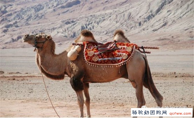 蒙古国戈壁红双峰驼乳化学组成及其动态变化
