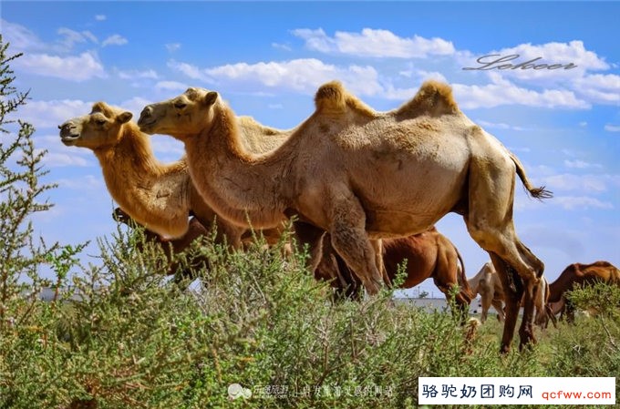 骆驼奶为干旱地区缺少蔬菜和水果的居民提供了丰富的营养