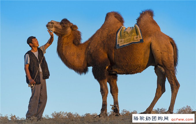 Camel milk 哈萨克族人心目中的骆驼奶
