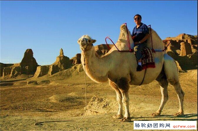 Camel milk 骆驼乳与抗疲劳