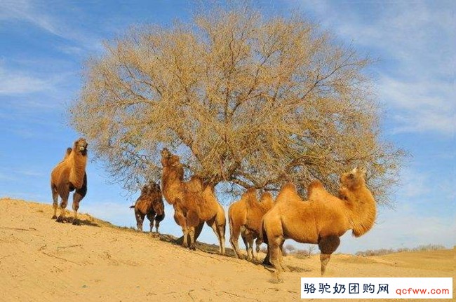 中国纯驼奶都销往美国了，你还有必要费尽心思的找海外代购正品配方奶吗？