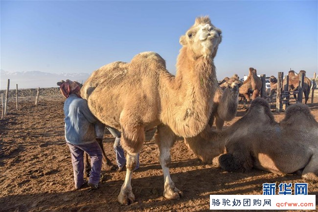 市场上供不应求的骆驼奶究竟含了哪些营养成份