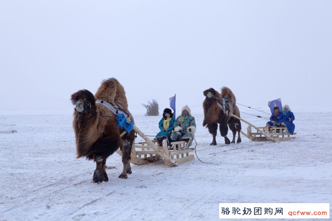 市场上供不应求的骆驼奶究竟含了哪些营养成份